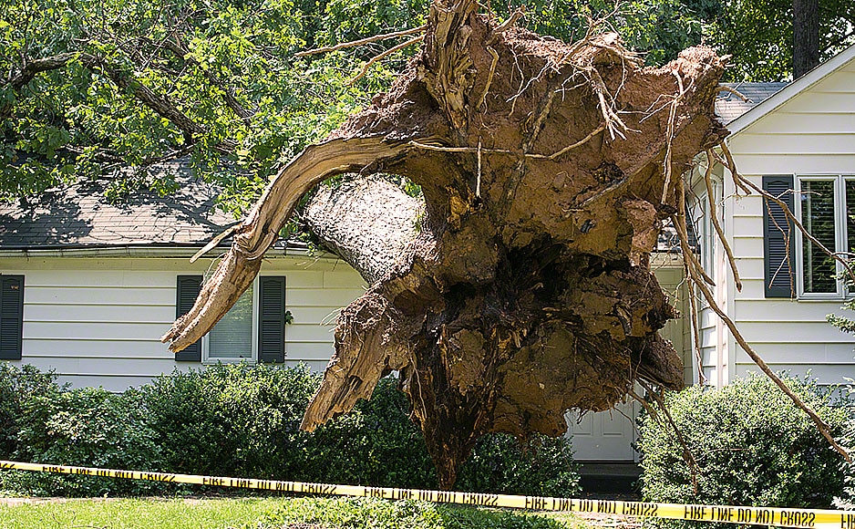 Tree Safety Tips for Storms