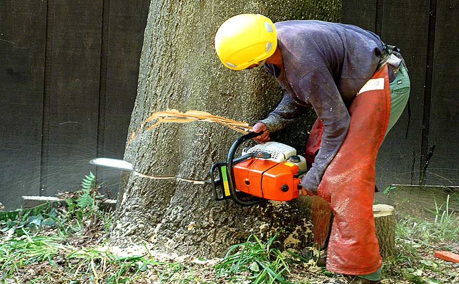 Stump Removal Make Your Yard Healthier, Safer, and More Attractive