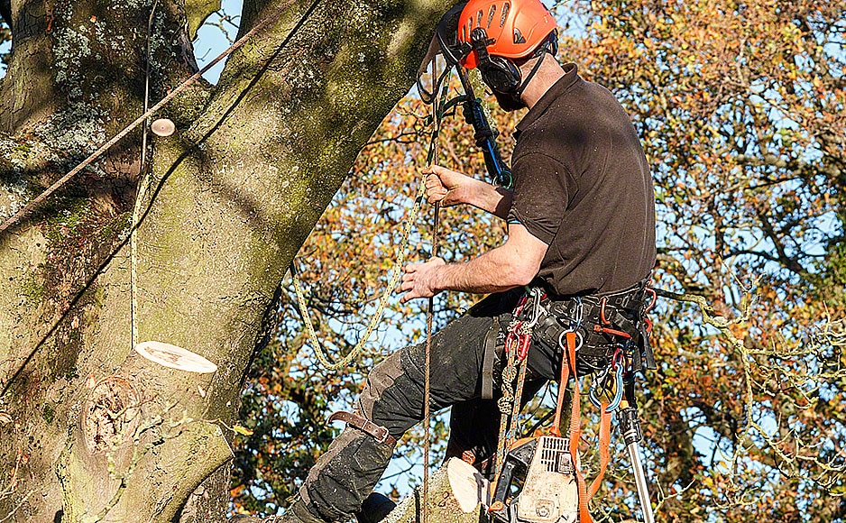 Top reasons to get help from tree services